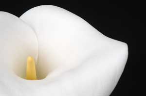 Picture: Calla Lily - Click the image for a guide to growing Calla Lilies.