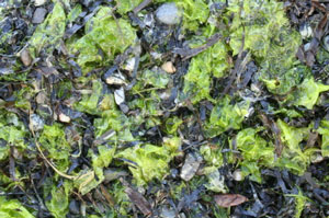 Composting Seaweed