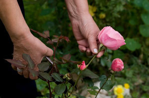 Starting a Rose Bush from a Cutting