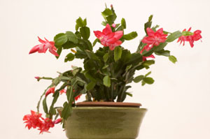 Caring For A Christmas Cactus