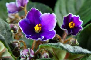 African Violet's Leaves are Turning Yellow