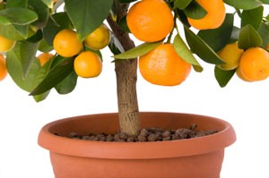 Planting Dwarf Fruit Trees in Pots