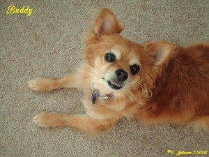 Buddy (Chihuahua/Pomeranian)