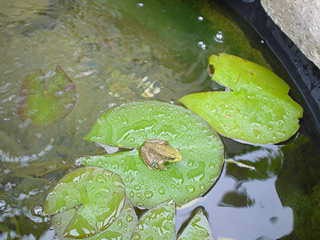 Backyard nature