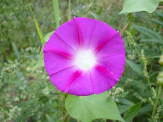 Backyard nature