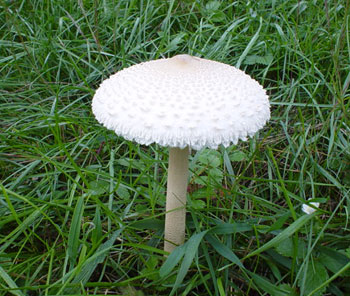 Backyard nature