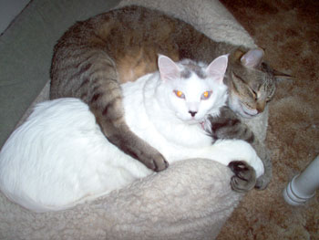 Hobbes and Rickey (Cats)