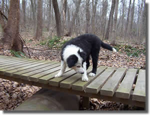 Adria (Border Collie)