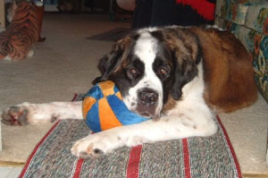 Angel (St. Bernard) Some Day My Prince Will Come