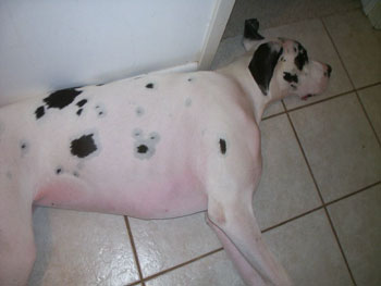 Angel (Great Dane)