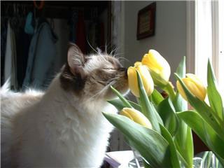 Annie (Ragdoll Cat)