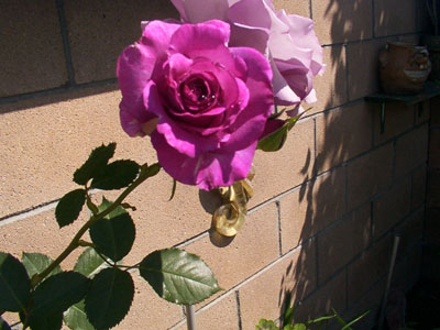 aprilflowers1.jpg