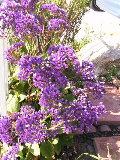 aprilflowers2.jpg