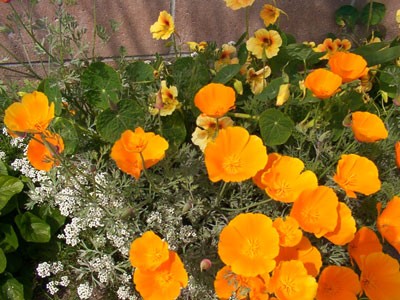 aprilflowers4.jpg