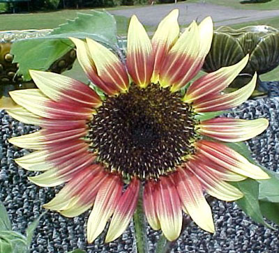 aprilsunflower.jpg