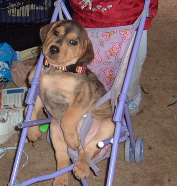 Baby Dog in Stroller