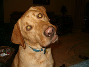 Bailey (Labrador Retriever)