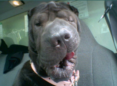 baileysharpei.jpg