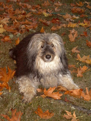 Bandit (Poodle, German Bearded Collie X)