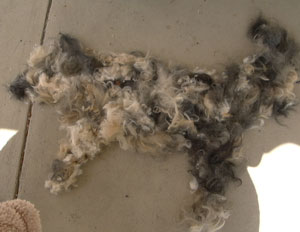 Picture of Bandit (out of his hair)