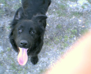 Bear (Border Collie Mix)