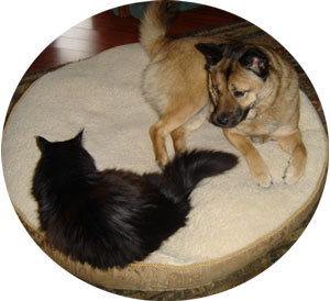 Billie Holiday and Maggie (Chow Mix)