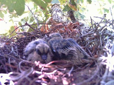 birdnest_dove.jpg