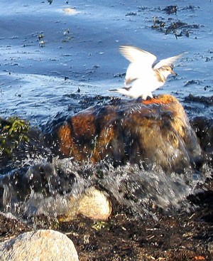 Stop Action Image