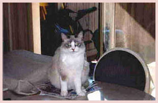 Princess MaiLing Birman Cat