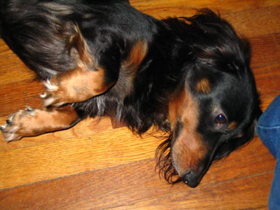 Bogey - Long Haired Dachsund
