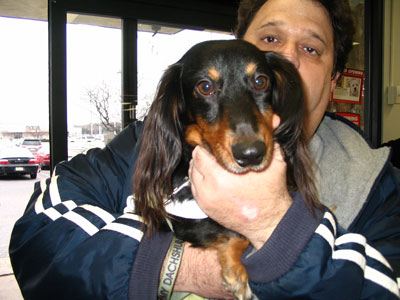 Bogey - Long Haired Dachsund