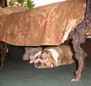 Bonkers (English Bulldog)