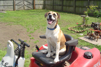 Boo (Beagle Mix)