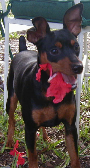 Booger (Miniature Pincher)