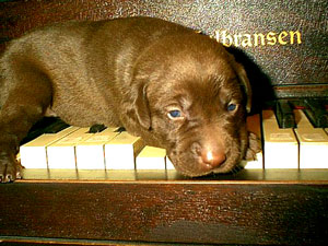 Puppy on the Keys