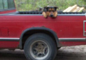 Bubba (German Shephard/Rottweiler)
