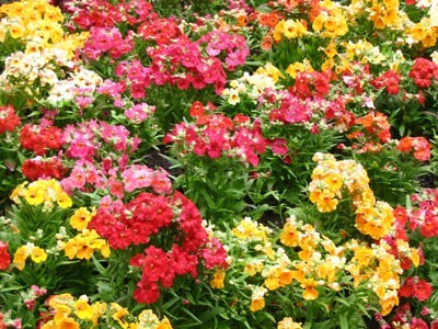 buchartgarden.jpg