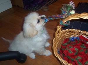 Buttercup (Pekingese) Our Precious Pup!