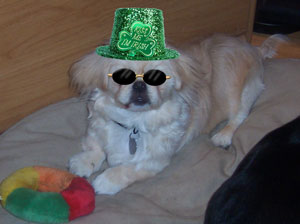 An Irish Buttercup (Pekinese)