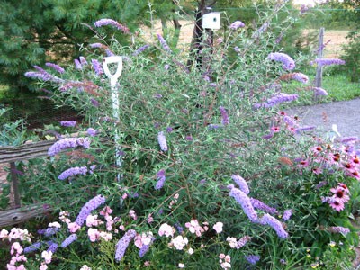 butterflybush.jpg