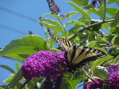 butterflybush400.jpg