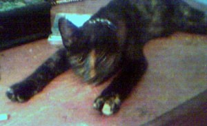 Clara Anna Belle (Tortoise Shell)