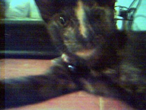 Clara Anna Belle (Tortoise Shell)