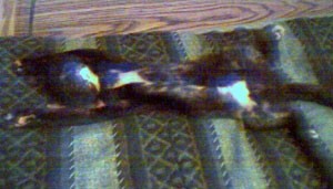 Clara Anna Belle (Tortoise Shell)