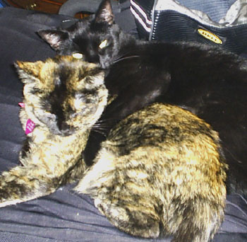 Cats spooning