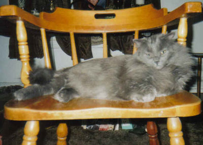 charcoalpersian.jpg