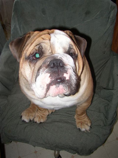 Charlie (English Bulldog)
