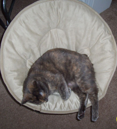 chbunniebobtail2.jpg