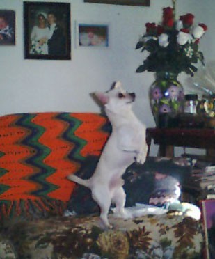 Cheeto (Chihuahua)