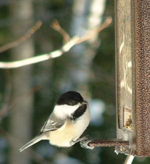 Happy Chickadee